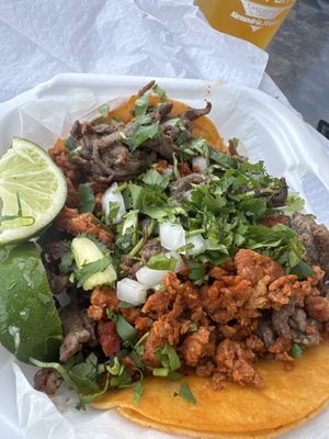 La Tingeria Alexandria by null