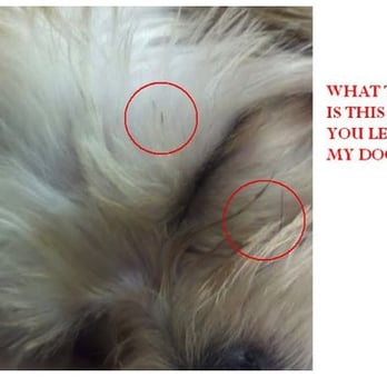 PetSmart Dog Training - ICKY GOO! WHAT DID THEY DO? TAPE HER DOWN?! - Pet Stores Near Me - San Mateo, California