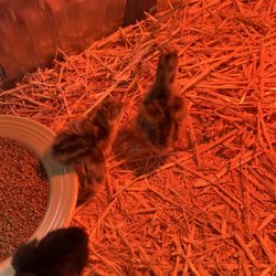 Meyer Hatchery - Our new baby Heritage Turkeys!  So happy