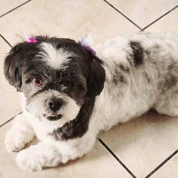 Noemi's Dog Grooming - Pet Groomers Near Me - Fresno, California Noemi's Dog Grooming - Pet Groomers Near Me - Fresno, California