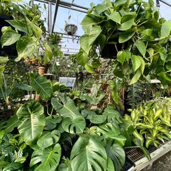 Vintage Hill Farm - Gorgeous plant paradise