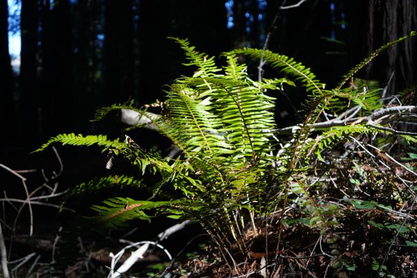 Hendy Woods State Park by null