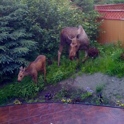 Alaska Sundance Retreat