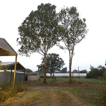 Lumberjack Pros - Waller, Tx - Tree Services Near Me Lumberjack Pros - Waller, Tx - Tree Services Near Me