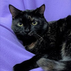 Sun Valley Animal Shelter