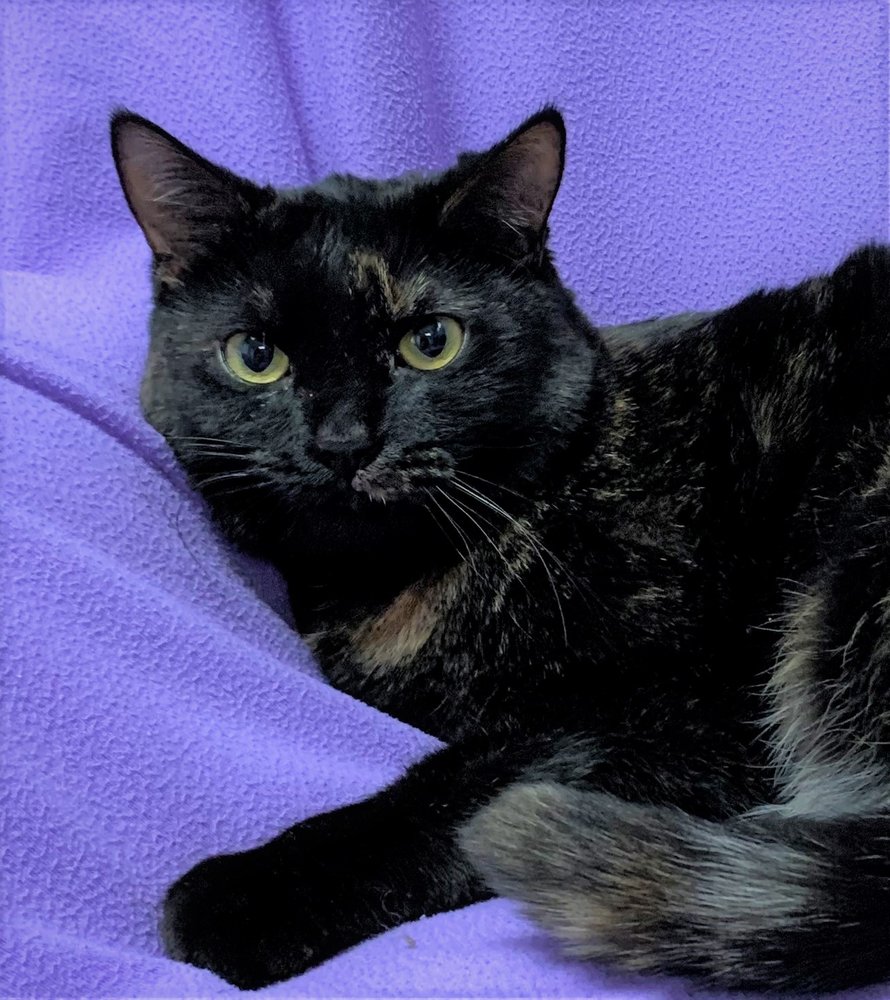 SUN VALLEY ANIMAL SHELTER Updated September 2024 39 Photos & 106