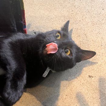 Purrfect Pause - Animal Shelters Near Me - Boulder, Colorado