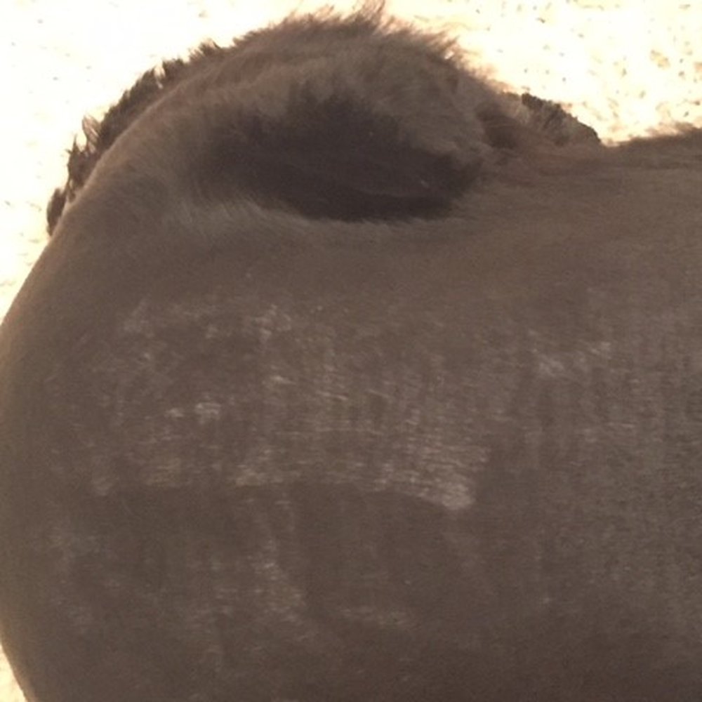 PetSmart - another razor path on my dog's back - Pet Groomers Near Me - Coral Springs, Florida PetSmart - another razor path on my dog's back - Pet Groomers Near Me - Coral Springs, Florida