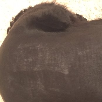 PetSmart - another razor path on my dog's back - Pet Groomers Near Me - Coral Springs, Florida