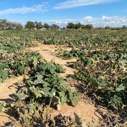 Sunshine Shelly’s Nightmare Harvest - Entire pumpkin field completely empty of harvestable pumpkins.