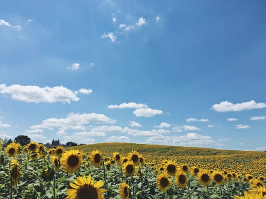 Pope Farm Conservancy by null