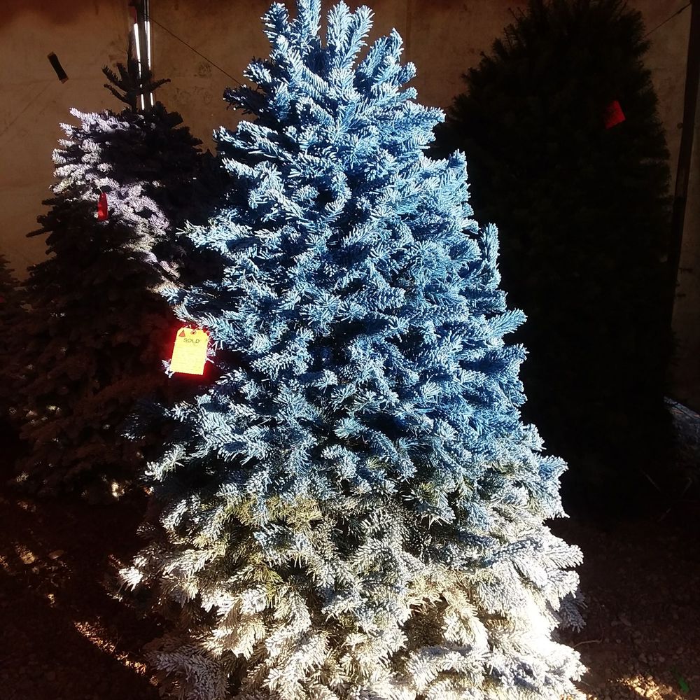 Pete's Tree World - Christmas Trees Near Me - Pittsburg, California Pete's Tree World - Christmas Trees Near Me - Pittsburg, California