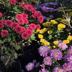 Main Street Nursery