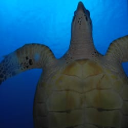 The Scuba Dudes Diveshop - Beautiful and Peaceful