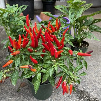 ManhattanFlorist.com - Florists Near Me - New York, New York