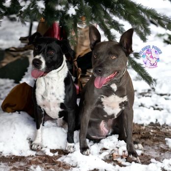 Flower Power Pet Grooming - Luna & Brandy - Pet Groomers Near Me