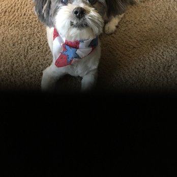 ALL DOGS GO TO BEV Updated May 2025 128 Photos 138 Reviews 3050 E Desert Inn Rd Las Vegas Nevada Pet Groomers Phone Number Yelp