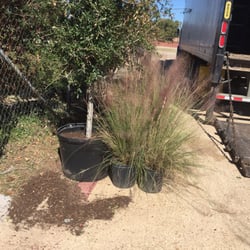 Hogan Nursery & Landscape Supply - Purple fountain grass