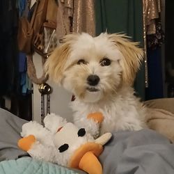 Petcare By Hilary - Petcare By Hilary