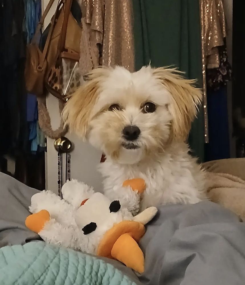 Petcare By Hilary - pet boarding facility in Austin, TX