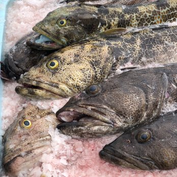Oceana Hooknline Seafood - Lingcod - Seafood Markets Near Me - Eureka, California