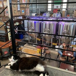 Brewery cat Brewery cat