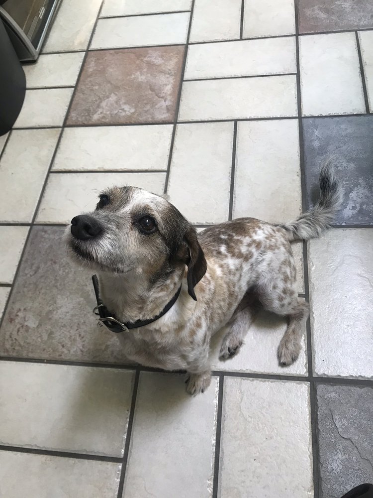 DOG SPA SANTA ROSA Updated August 2024 30 Photos 365 Wall Pl