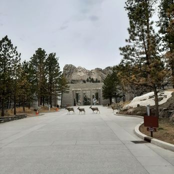 Mt. Rushmore - Love the deer! - Landmarks & Historical Buildings Near Me - Keystone, South Dakota Mt. Rushmore - Love the deer! - Landmarks & Historical Buildings Near Me - Keystone, South Dakota
