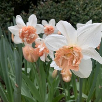 Frelinghuysen Arboretum - Botanical Gardens Near Me - Morristown, New Jersey
