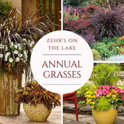 Zehr's on the Lake Garden Center - Annual Grasses