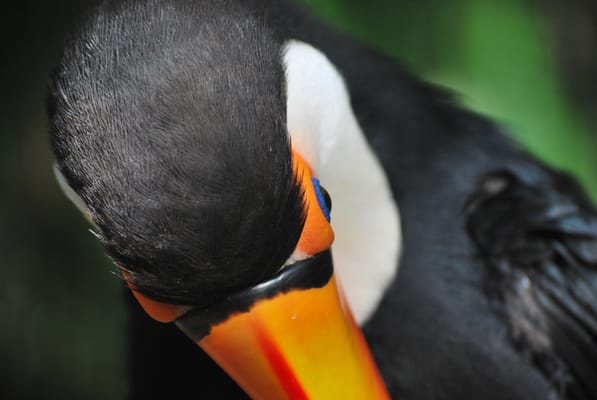 Parque das Aves by null