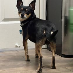Phlebotomy Plus - Dog in classroom during lab