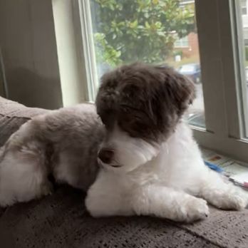 Tiny Jewel Pups - summer visit with the grandparents - Pet Breeders Near Me - Houston, Texas Tiny Jewel Pups - summer visit with the grandparents - Pet Breeders Near Me - Houston, Texas