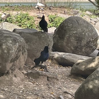 Howarth Park - Black bird - Parks Near Me - Santa Rosa, California