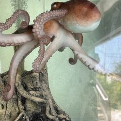 Octopus at the Nature center