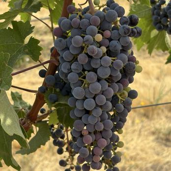 Patterson Cellars - Walla Walla - Syrah grapes - Wine Tasting Room Near Me - Walla Walla, Washington Patterson Cellars - Walla Walla - Syrah grapes - Wine Tasting Room Near Me - Walla Walla, Washington