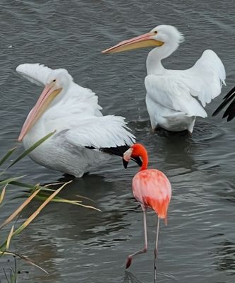 Leonabelle Turnbull Birding Center by null