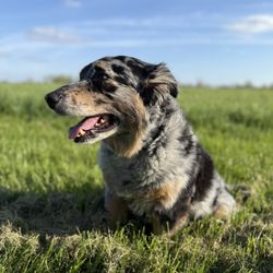 Pendleton Veterinary Clinic - Zep
