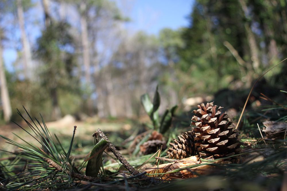 Black Bear Tree Service - tree service in Clayton, NC