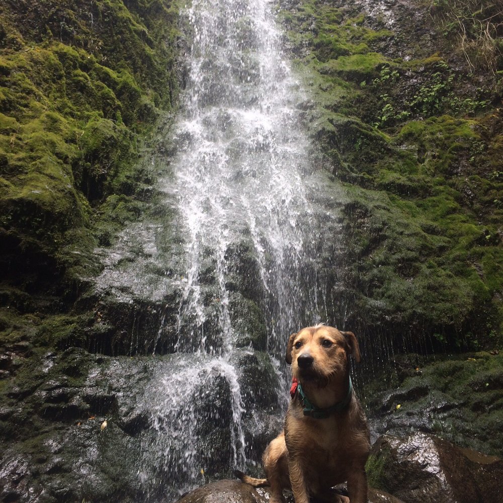 Lulumahu Falls - Bruno loves waterfalls - Hiking Near Me - Honolulu, Hawaii