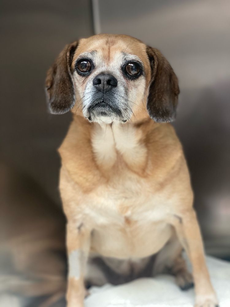 OLNEYSANDY SPRING VETERINARY HOSPITAL Updated September 2024 63