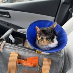 The Cat Hospital of Media
