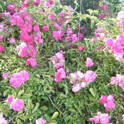 Coast Guard Beach - Lots of Beach Roses