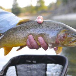 Grand Teton Fly Fishing