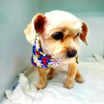 Grooming By Candice - Pet Groomers Near Me - Simi Valley, California Grooming By Candice - Pet Groomers Near Me - Simi Valley, California