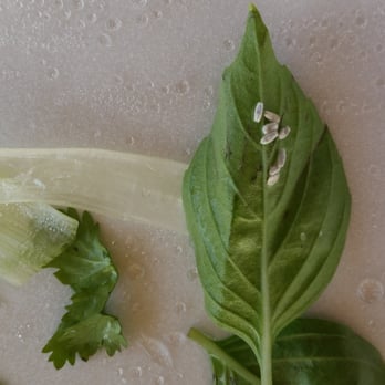 Pho 36 - Ordered pho to-go. Whiteflies (aphids) all over the back of a thai basil leaf.. - Vietnamese Near Me - Lynnwood, Washington Pho 36 - Ordered pho to-go. Whiteflies (aphids) all over the back of a thai basil leaf.. - Vietnamese Near Me - Lynnwood, Washington