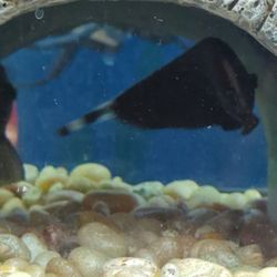 Brooklyn Pet Supply - Ghost knife fish