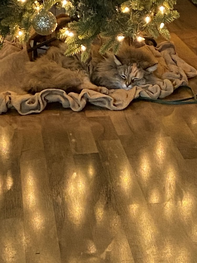 LONE OAK VETERINARY CLINIC Updated October 2024 15 Photos & 25