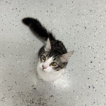 Save the Meow Meows Cat Lounge - Pet Adoption Near Me - Yucca Valley, California