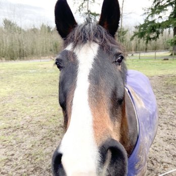 Four Star Farm - Baheara - Horseback Riding Near Me - Graham, Washington Four Star Farm - Baheara - Horseback Riding Near Me - Graham, Washington